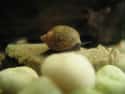 Black Turban Snail on Random Animals Can Survive Being Eaten Alive
