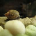 Black Turban Snail on Random Animals Can Survive Being Eaten Alive