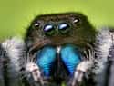 Jumping spider on Random Scarier Facts About Most Terrifying Animals In World