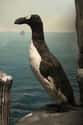 Great Auk on Random Animals American Settlers Would Have Seen