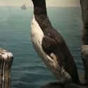Great Auk on Random Animals American Settlers Would Have Seen