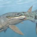 Liopleurodon on Random Most Horrifying Sea Monsters To Ever Terrorize Ocean