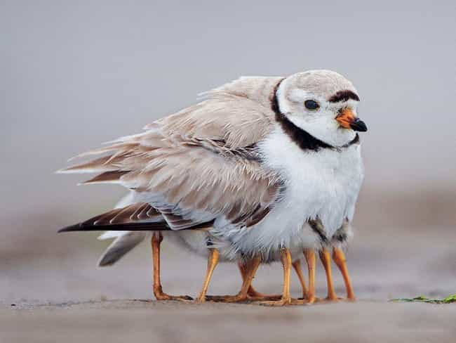 Piping Plover and Chicks