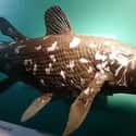 Coelacanth on Random Extinct Species That Came Back From Dead