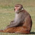 Macaque on Random Animals You Would Not Want To Be Reincarnated As