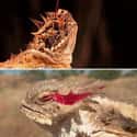 Horned lizard on Random Real Animals That Literally Have Superpowers