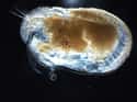 Ostracod on Random Animals Can Survive Being Eaten Alive
