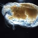 Ostracod on Random Animals Can Survive Being Eaten Alive