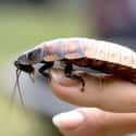 Madagascar hissing cockroach on Random Weirdest Animals You Can Legally Own In US