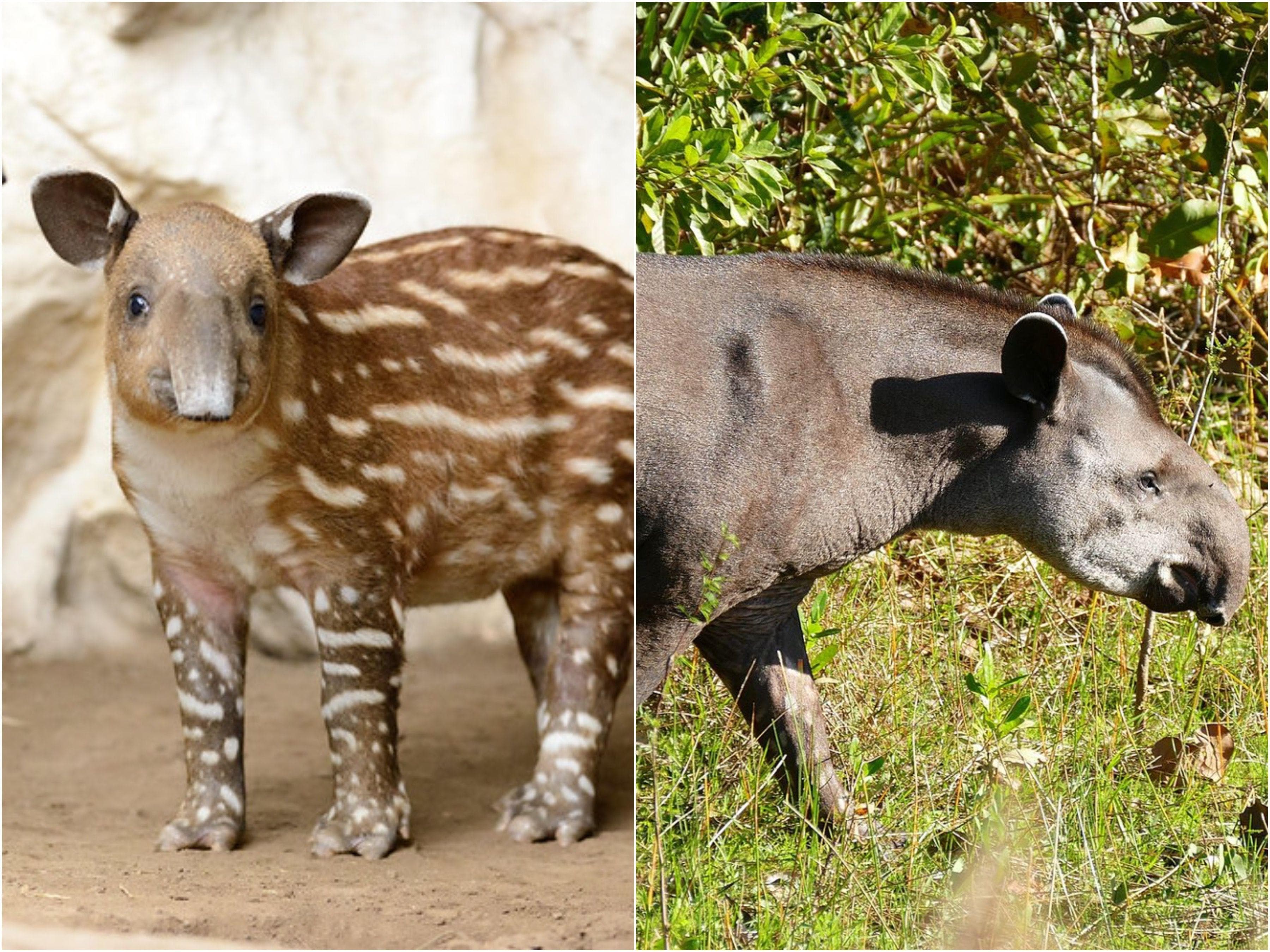 15 Pictures Of Animals As Babies Vs. Full Grown