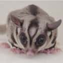 Sugar Glider on Random Fascinating Facts You Probably Never Learned About Marsupials