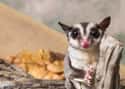 Sugar Glider on Random Weirdest Animals You Can Legally Own In US