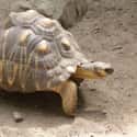 Radiated Tortoise on Random Ancient Animals That Are Older Than Every Single Human On Earth