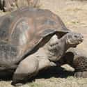 Galápagos tortoise on Random Animals You Would Not Want To Be Reincarnated As