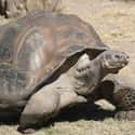 Galápagos tortoise on Random Animals You Would Not Want To Be Reincarnated As
