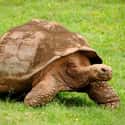 Galápagos tortoise on Random Ancient Animals That Are Older Than Every Single Human On Earth