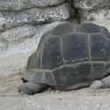 Aldabra Giant Tortoise on Random Ancient Animals That Are Older Than Every Single Human On Earth