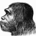 Neanderthal on Random Extinct Species You Would Bring Back From Dead