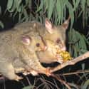 Possum on Random Fascinating Facts You Probably Never Learned About Marsupials