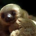 Sloth on Random Animal Facts You Will Immediately Regret Learning