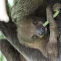 Sloth on Random Animals with the Cutest Babies