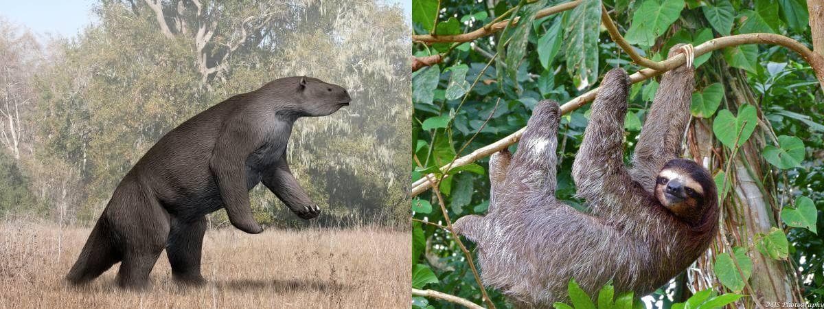 Modern Animals And Their Prehistoric Counterparts
