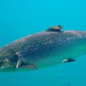 Atlantic salmon on Random Crazy Ways Animals Have A Sixth Sense