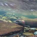 Atlantic salmon on Random Animals You Would Not Want To Be Reincarnated As