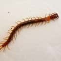 Centipede on Random Scariest Animals in the World
