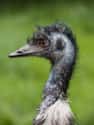 Emu on Random Scariest Types of Birds in the World