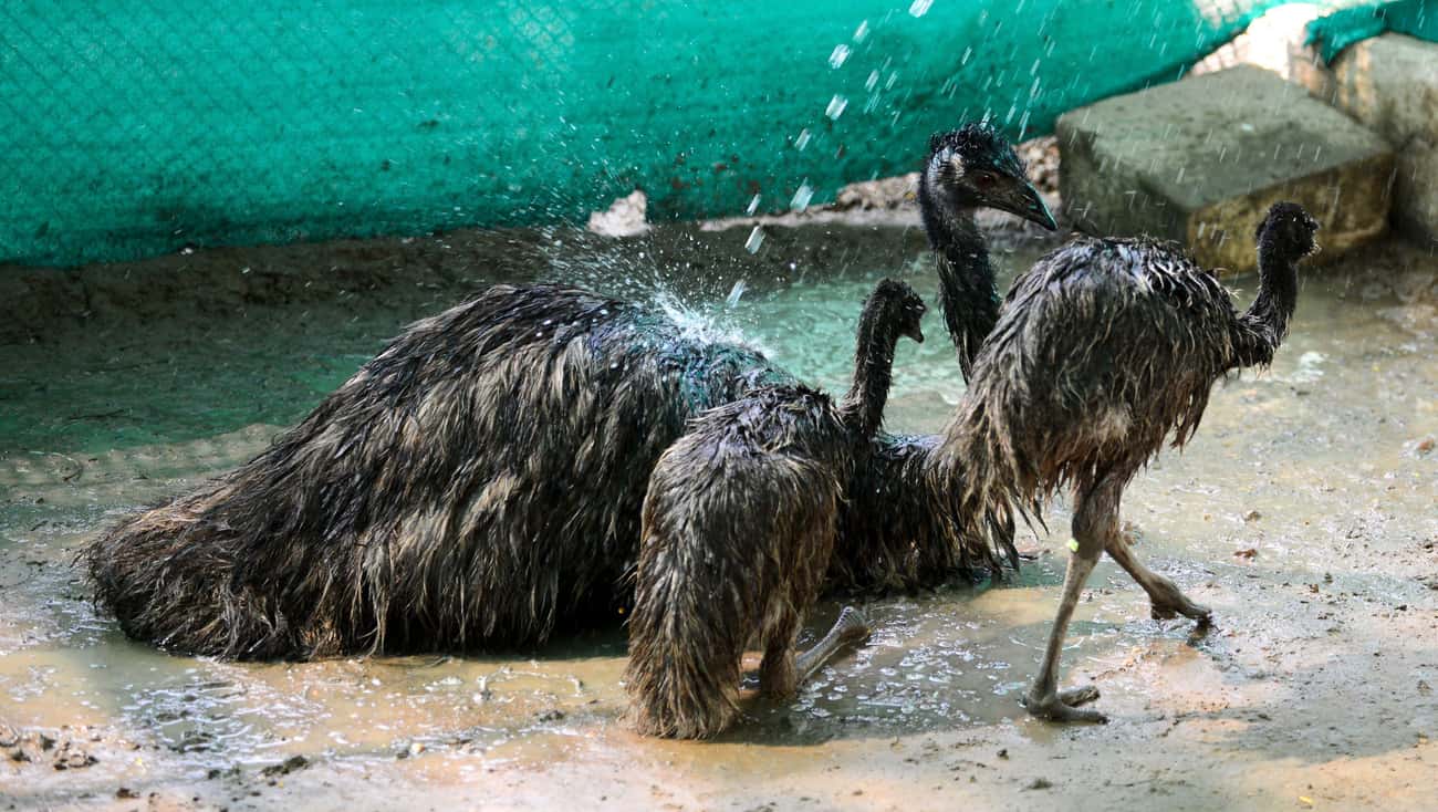Emu Dads Starve For Their Chicks