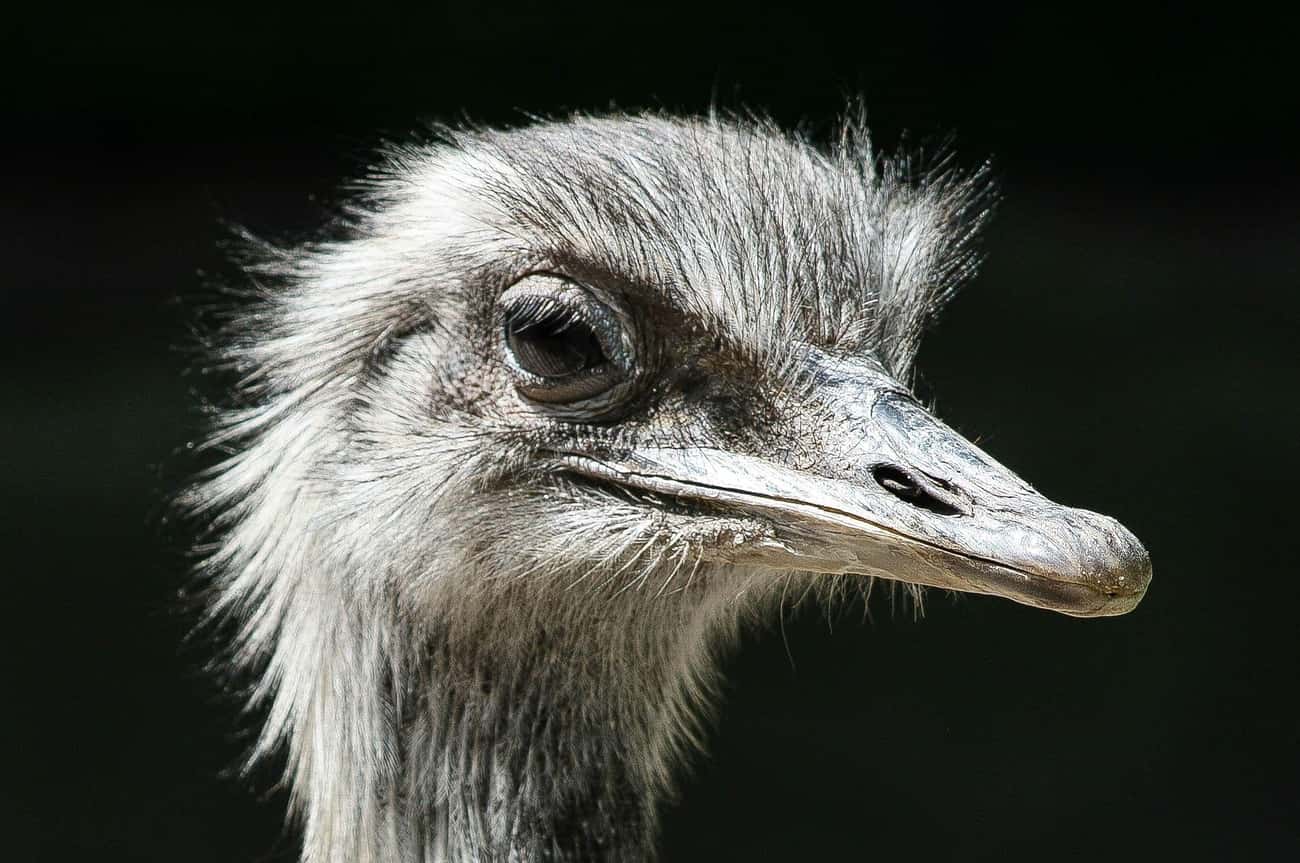The Australian Government Declared War on Emus for Eating Too Many Crops
