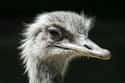 Emu on Random Foods Started a War in History
