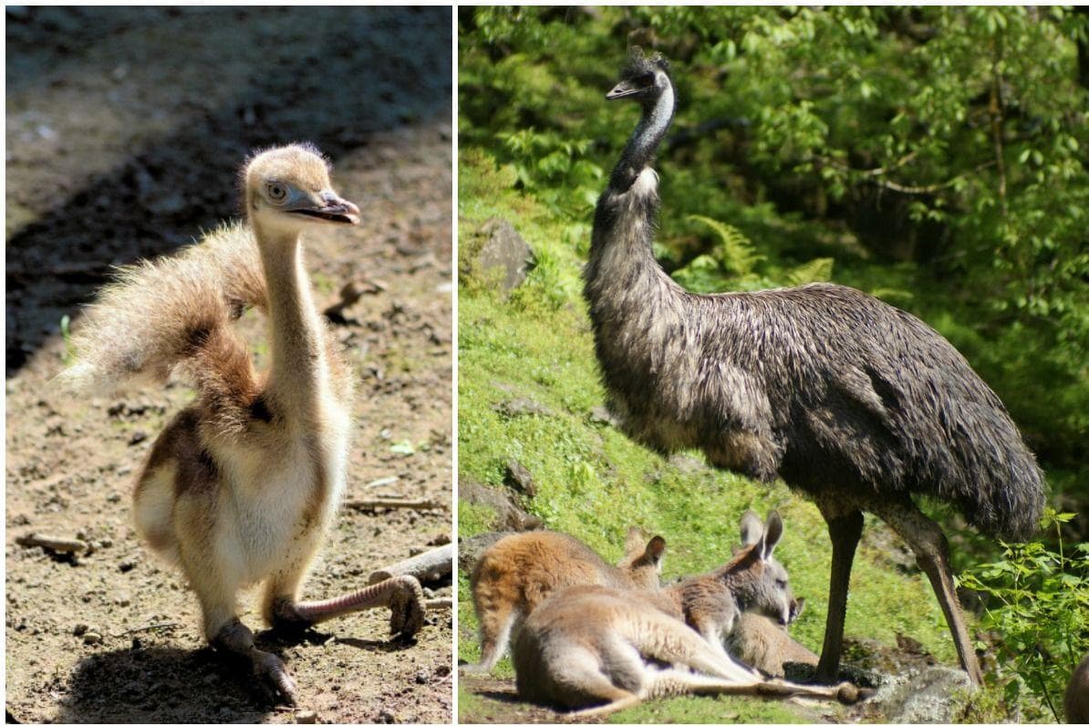 15 Pictures Of Animals As Babies Vs. Full Grown