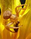 Crab spider on Random Animals That Can Change Their Color