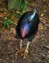 Cassowary on Random Most Interesting Birds on Earth