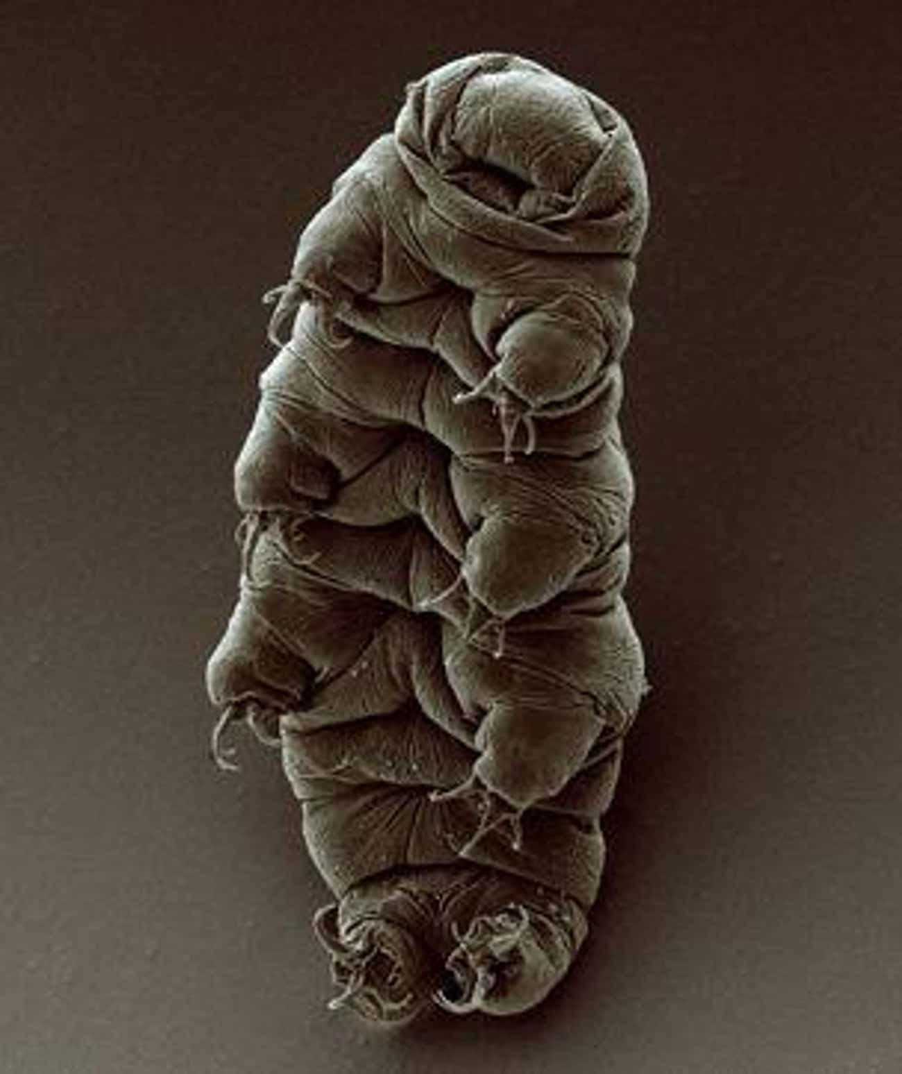 Tardigrades Are The Hardiest Creatures On Earth And Can Survive In Space