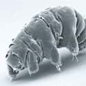Tardigrade on Random Real Animals That Literally Have Superpowers