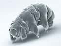 Tardigrade on Random Crazy Animals Of Polar Regions That Couldn't Exist Anywhere Else
