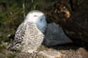 Snowy Owl on Random Coolest Animals That Live In Tundra