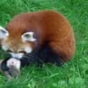 Red Panda on Random Animals with the Cutest Babies