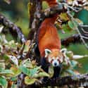 Red Panda on Random World's Most Beautiful Animals