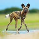 African Wild Dog on Random Wild Dog And Cat Species That Are Amazingly Rare