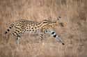 Serval on Random Weirdest Animals You Can Legally Own In US