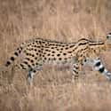 Serval on Random Weirdest Animals You Can Legally Own In US