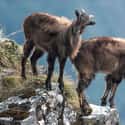 Himalayan Tahr on Random Coolest Animals That Live In Tundra