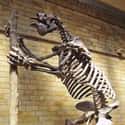 Megatherium on Random Extinct Species You Would Bring Back From Dead