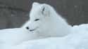 Arctic fox on Random Coolest Animals That Live In Tundra