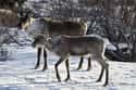 Migratory Woodland Caribou on Random Coolest Animals That Live In Tundra