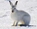 Arctic Hare on Random Animals That Can Change Their Color